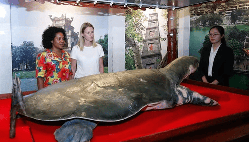 Replica of the Turtle of Hoan Kiem Lake, a rare and precious creature associated with mysterious legends about King Le Loi returning the sword to the Divine Turtle